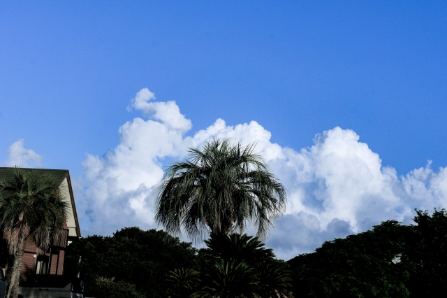 夏の空の入道雲と椰子の木の風景