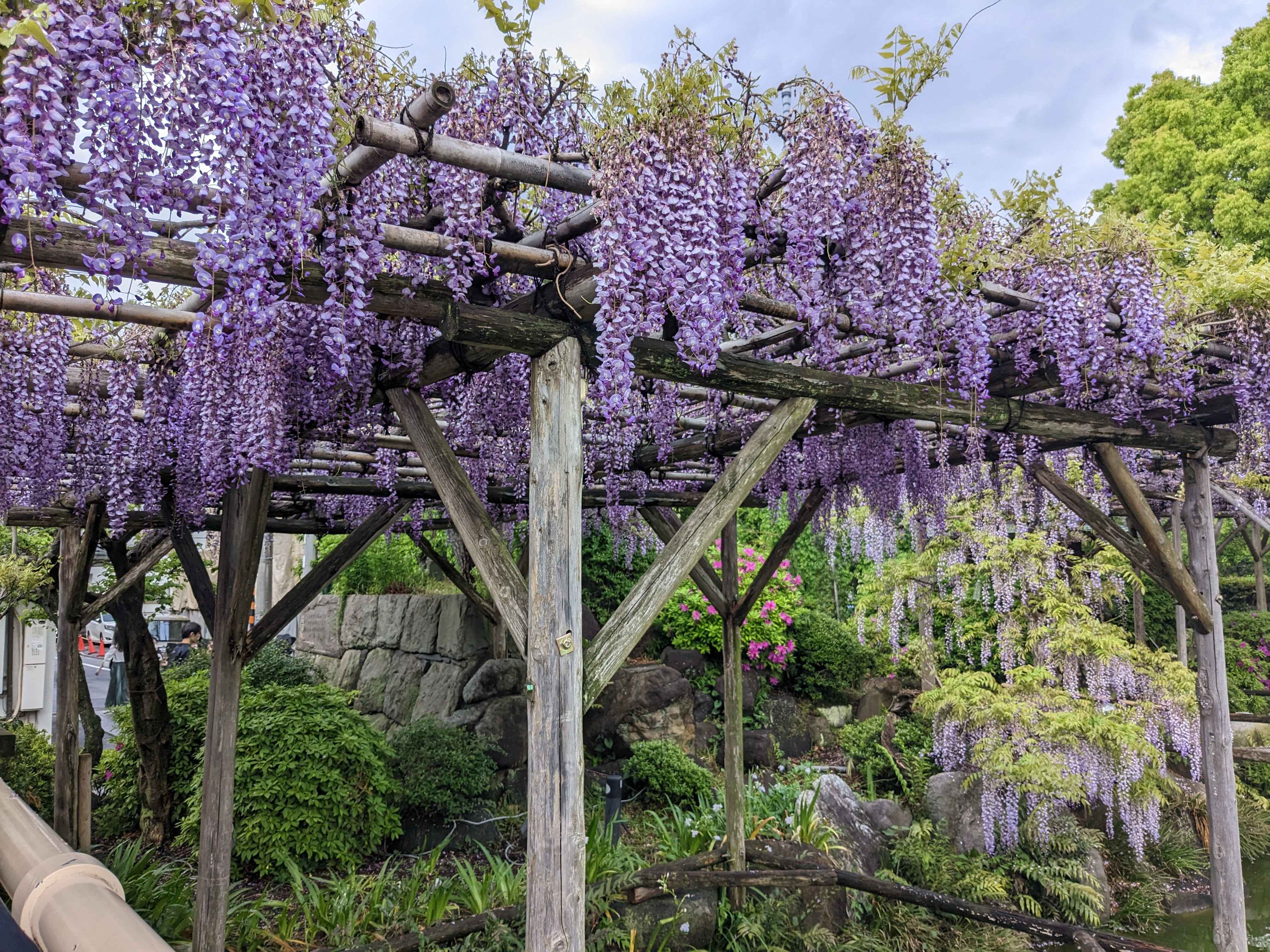 藤の花が彩る春の絶景「亀戸天神社」